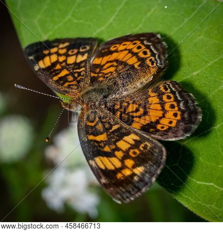 Close Up Of A Pearl Crescent Butterfly (phyciodes Tharos) With Its Wing Down. Raleigh, North Carolin