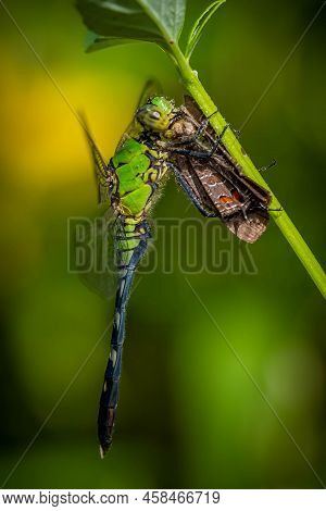 A Juvenile Male Eastern Pondhawk (erythemis Simplicicollis) Dragonfly Feasts On A Small Butterfly. R