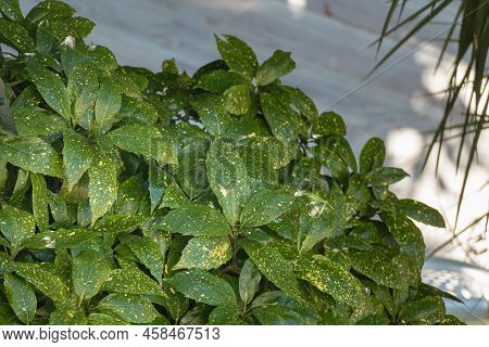 Leaves Of The Aucuba Japonica Plant Seen In Daylight In The Shade In The Outdoor Garden