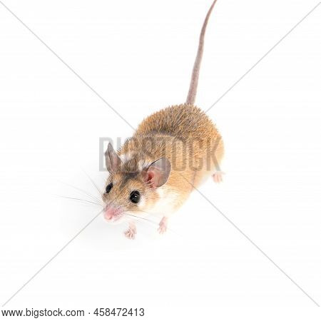 Small Cute Spiny Mouse On White Background