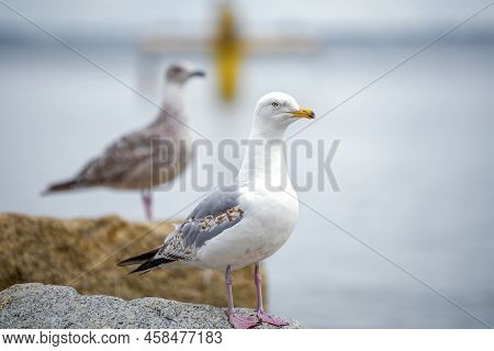 The Seagull Is Standing On A Stone. European Herring Gull, Larus Argentatus. Close-up Of A Seagull S