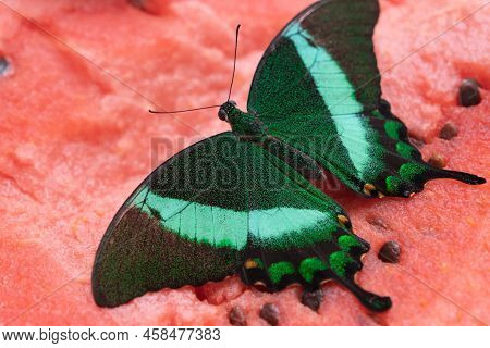 Bright And Juicy Butterfly On A Watermelon. Papilio Palinurus. Green Butterfly On A Red Watermelon