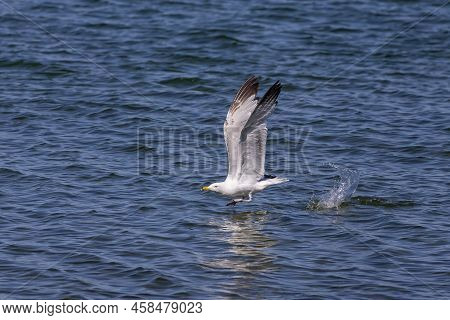 The American Herring Gull Or Smithsonian Gull (larus Smithsonianus Or Larus Argentatus Smithsonianus