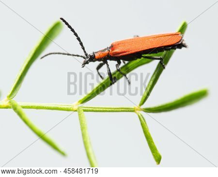 Bright Red Net-winged Beetle (lygistopterus Sanguineus) With Black Spots In The Pine Forest