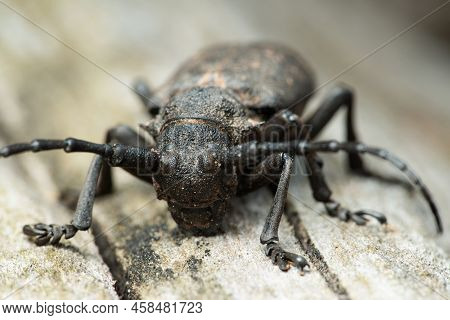 Long-horned Weaver Beetle (lamia Textor) On A Dry Tree Trunk In A Pine Forest
