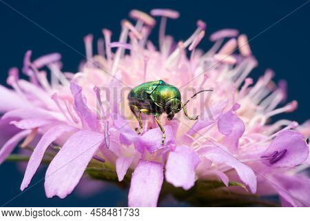 A Bright Green Metallic Shiny Leaf Beetle Cryptocephalus Hypochaeridis On A Flower Field Scabious