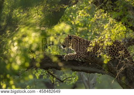 Indian Wild Male Leopard Or Panther On Tree In Natural Monsoon Green Background During Outdoor Jungl