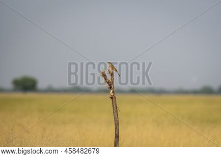 Long Billed Or Brown Rock Pipit Or Anthus Similis Bird Perched During Winter Migration At Tal Chhapa