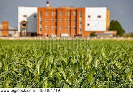 Corn Field On The Background Of The Agro-industrial Complex. High Quality Photo