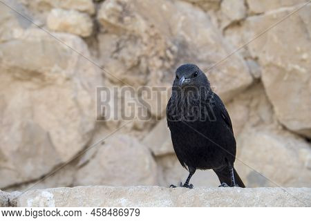 Tristram\'s Starling - Siting At Ruins Of Masada, Israel