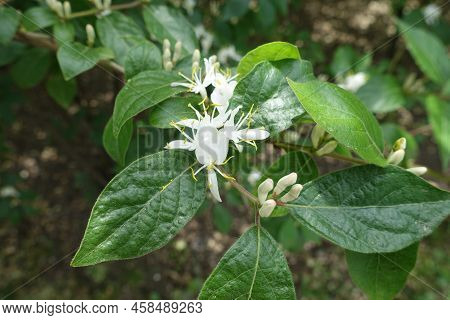 White Flowers And Buds Of Lonicera Maackii In Mid May