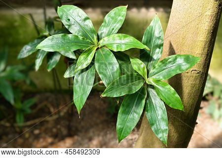 Leaves Of Tropical Queen's Spiderwort Plant. Botanic Name 'dichorisandra Reginae'