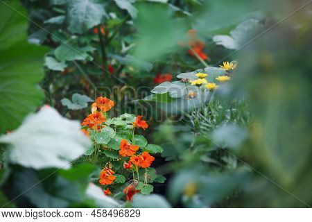 Nasturtiums, Companion Plants, Growing As A Trap Crop For Attracting Aphids Or Squash Bugs From Vege