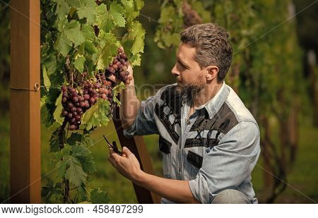 Smiling Guy Harvester On Summer Harvest. Enologist With Garden Scissors. Farmer Cut Grapevine