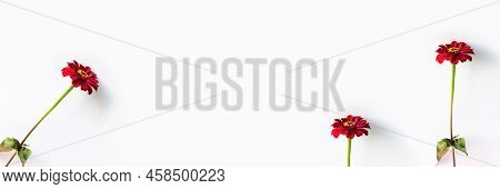 Red Summer Tsinia Flower On A Gray Background, Banner