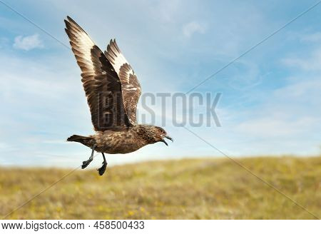 Close Up Of A Great Skua (stercorarius Skua) In Flight, Shetland Islands, Uk.