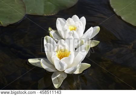 Water Lilies Blooming During Summer On Loch Lomond