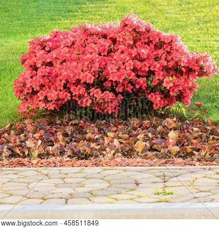 A Bush Of Bright Pink Flowers Grows On A Green Lawn In Front Of A Stone-paved Walkway. Selective Foc