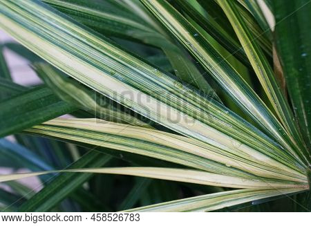 Close Up Of The Variegated Lady Palm Leaf With Scientific Name Rhapis Excelsa