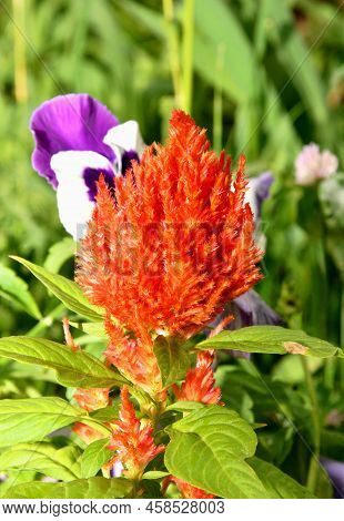 Flower Of Celosia (latin. Celosia)
