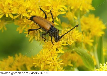 Closeup On A Tawny Longhorn Beetle, Paracorymbia Fulva, Sitting On A Yellow Goldenrod Flower, Solida