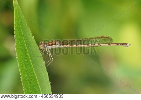 Detailed Closeup On A Female Common Winter Damselfly, Sympecma Fusca Sitting In The Vegetation In Th