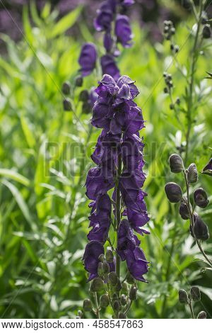 Aconitum Napellus, Monk`s-hood, Aconite Or Wolfsbane, Plant Aconitum Of The Family Ranunculaceae.