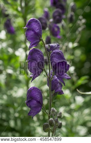 Aconitum Napellus, Monk`s-hood, Aconite Or Wolfsbane, Plant Aconitum Of The Family Ranunculaceae.