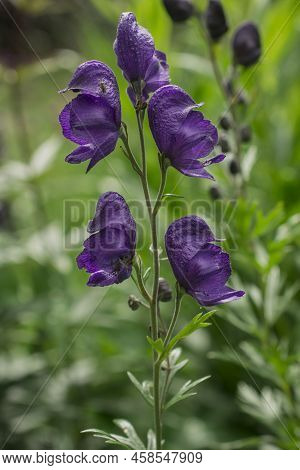 Aconitum Napellus, Monk`s-hood, Aconite Or Wolfsbane, Plant Aconitum Of The Family Ranunculaceae.