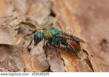 Closeup On A Green Metallic Jewel Cuckoo Wasp, Hedychrium Rutilans Sitting On Wood In The Garden