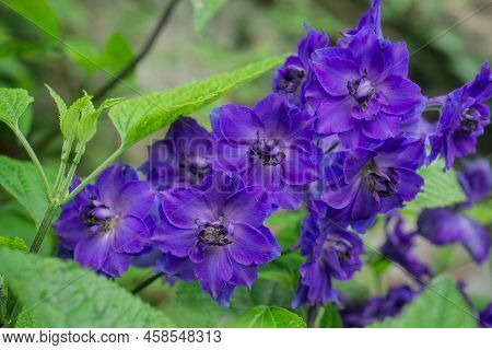 Blue Delphinium Growing In A Garden On A Sunny Day