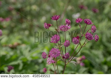 Closeup Of A Great Masterwort - Astrantia Major Flowers