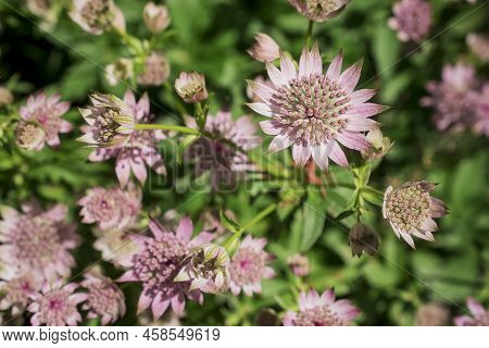 Closeup Of A Great Masterwort - Astrantia Major Flowers