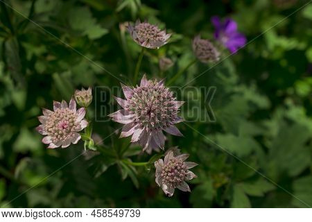 Closeup Of A Great Masterwort - Astrantia Major Flowers