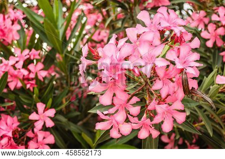 Blooming Pink Nerium Oleander In Garden.