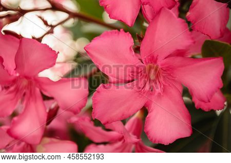 Blooming Pink Nerium Oleander In Garden.