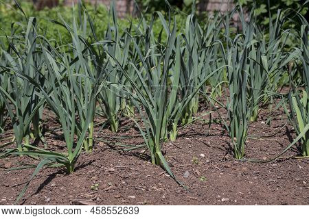 Organic Vegetables  Plant Growing In The Farm