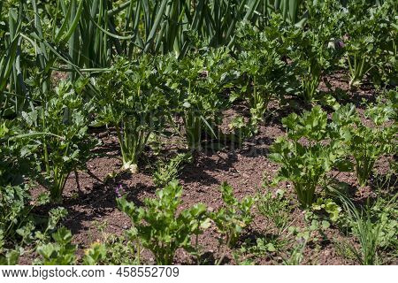 Organic Vegetables  Plant Growing In The Farm