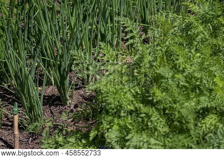 Organic Vegetables  Plant Growing In The Farm .