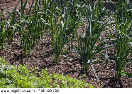 Organic Vegetables  Plant Growing In The Farm .