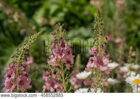 Pink Mullein, Verbascum Phoeniceum, Close-up Flowers