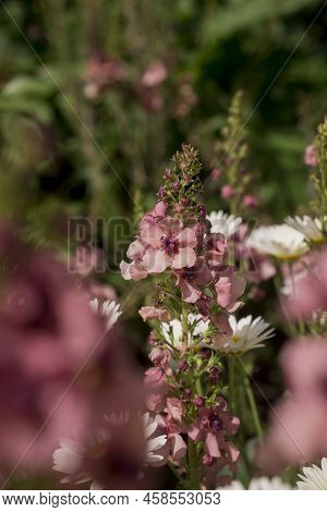 Pink Mullein, Verbascum Phoeniceum, Close-up Flowers