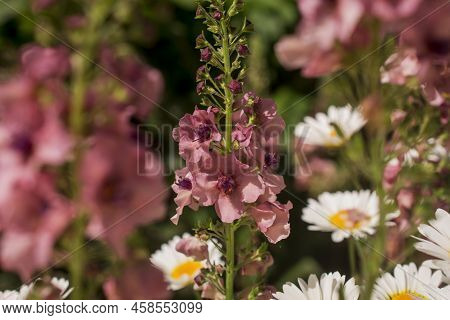 Pink Mullein, Verbascum Phoeniceum, Close-up Flowers