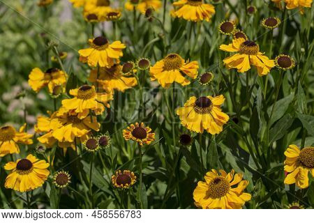 Rudbeckia Fulgida, The Orange Coneflower Or Perennial Coneflower