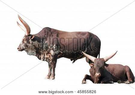 Vaca y Toro Watusi raza