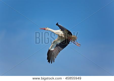 青い空に白いコウノトリ