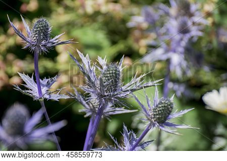 The Thistle-like Flowers And Buds Of Eryngium Bourgatii Picos Blue Close Up.