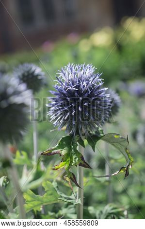 The Thistle-like Flowers And Buds Of Eryngium Bourgatii Picos Blue Close Up.