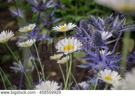 The Thistle-like Flowers And Buds Of Eryngium Bourgatii Picos Blue Close Up.