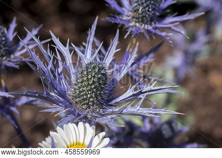 The Thistle-like Flowers And Buds Of Eryngium Bourgatii Picos Blue Close Up.